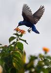 Sun Birdb